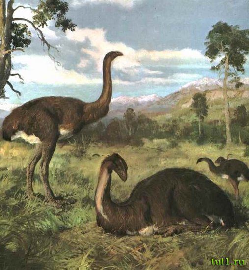 Новая Зеландия - вымершая птица моа