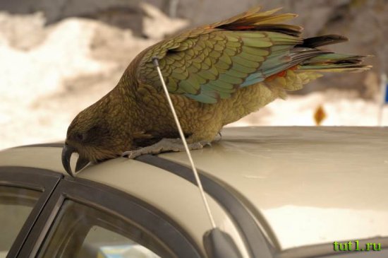 Новая Зеландия - горные попугаи кеа