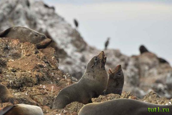 Новая Зеландия - морские котики