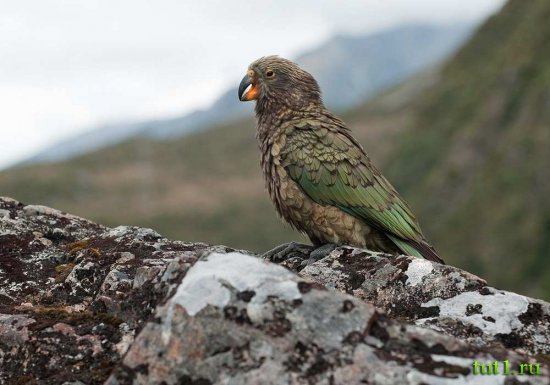 Новая Зеландия - горные попугаи кеа