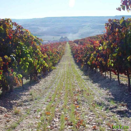 Винный завод Масия Батле (Macia Batle) - Майорка