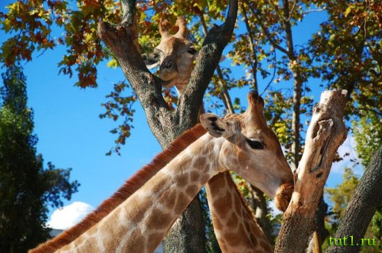 Лиссабонский зоопарк