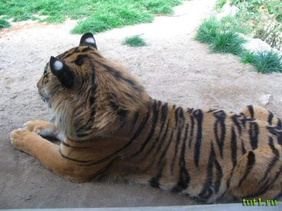 Лиссабонский зоопарк - Португалия