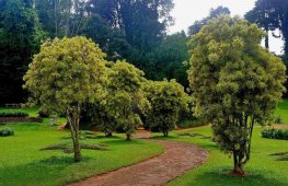 Королевский ботанический сад Шри-Ланки