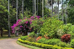 Королевский ботанический сад — Шри-Ланка