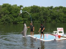 Варадеро - дельфинарий