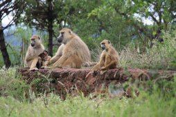 Национальный парк Яла - Шри-Ланка