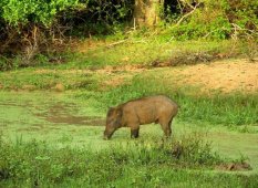 Национальный парк Яла - Шри-Ланка