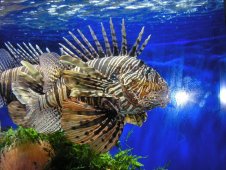 Нячанг - океанографический музей