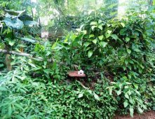 Сады специй в Шри-Ланке