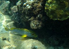 Шри-Ланка, Хиккадува - дайвинг