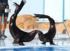 Дельфинарий в Хургаде - Египет