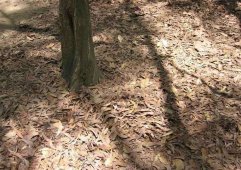 Туннели Кучи - Вьетнам