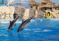 Дельфинарий в Шарм-Эль-Шейхе - Египет