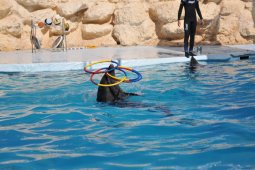 Дельфинарий в Шарм-Эль-Шейхе - Египет